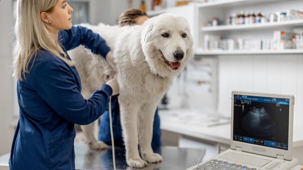 white-pyrnese-dog-on-vet-table-for-exam